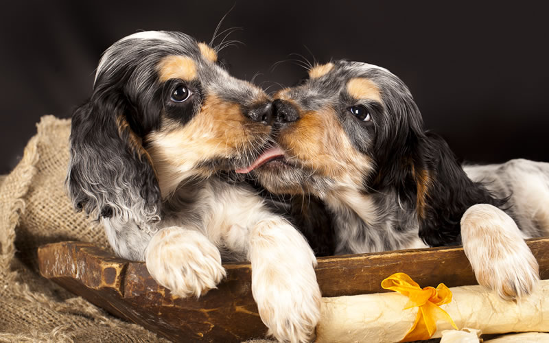 Cocker Spaniels