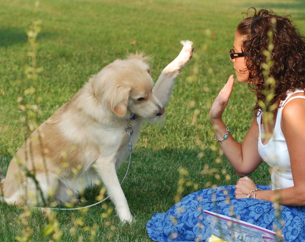 Dog-trick-high-five