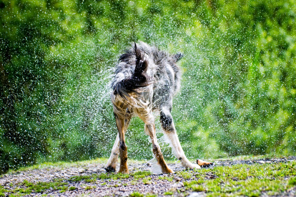 Dog shaking Water out of his Fur