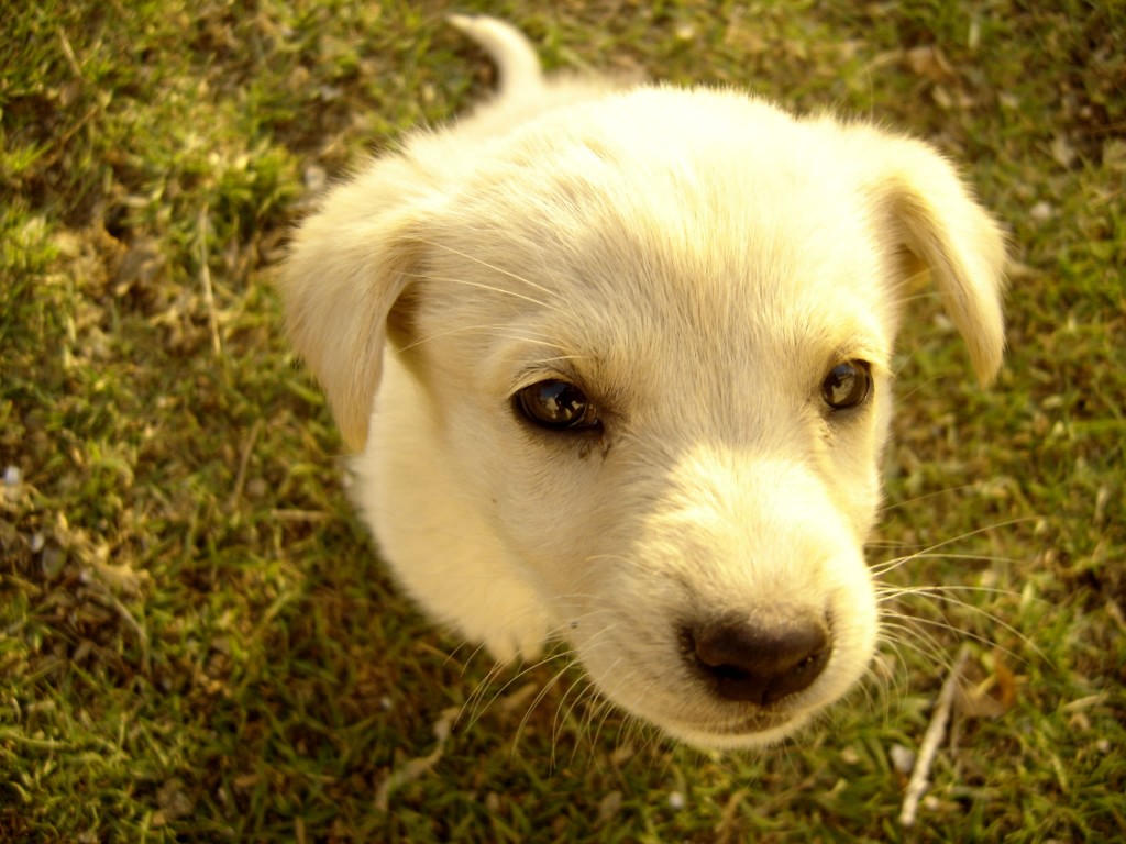 cute puppy treats