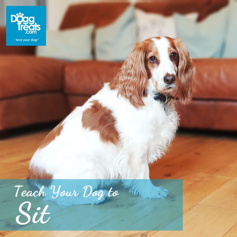 Teach your Dog to Sit Every Time - in 10 Easy Steps - DoggTreats - Dog