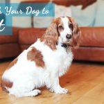 Teach Your Dog to Sit in 10 Easy Steps