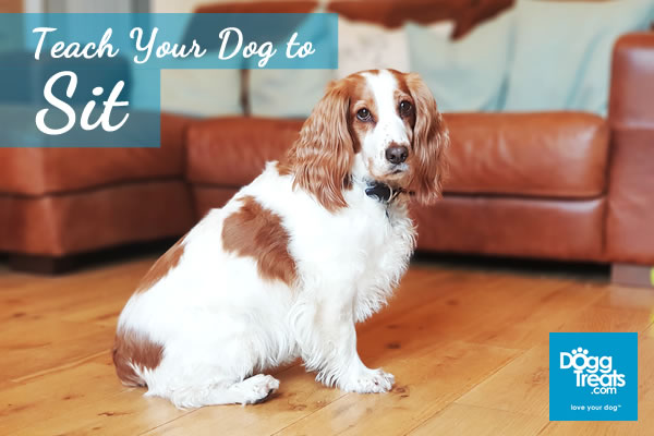Teach Your Dog to Sit in 10 Easy Steps