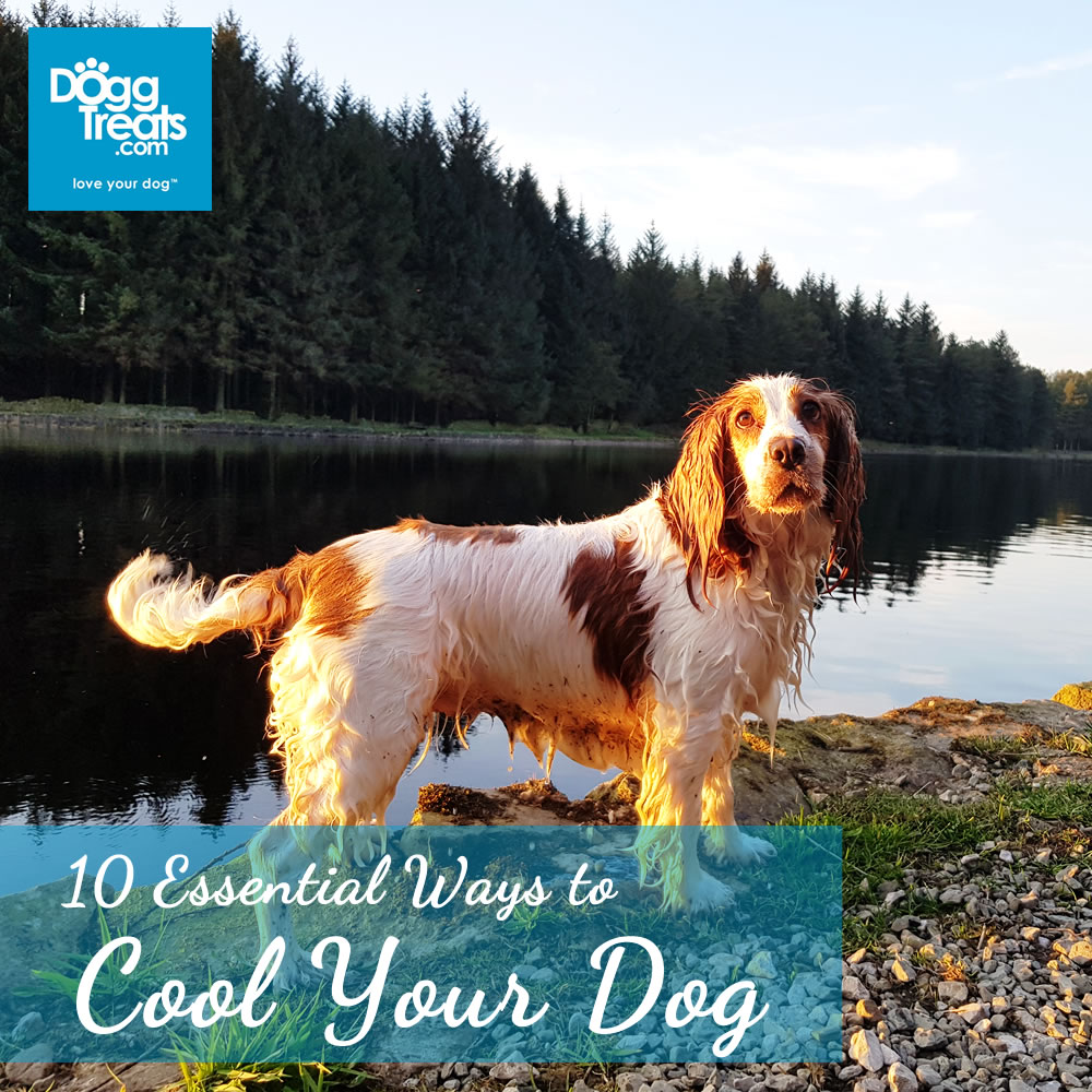 how to cool your dog