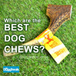 Which are the best dog chews for my dog?