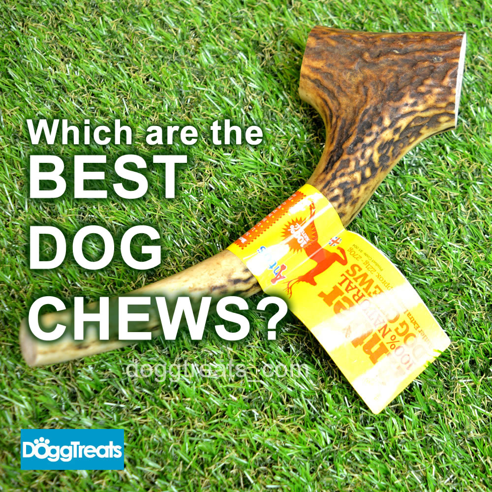 Which are the Best Dog Chews for my Dog? DoggTreats Dog News and